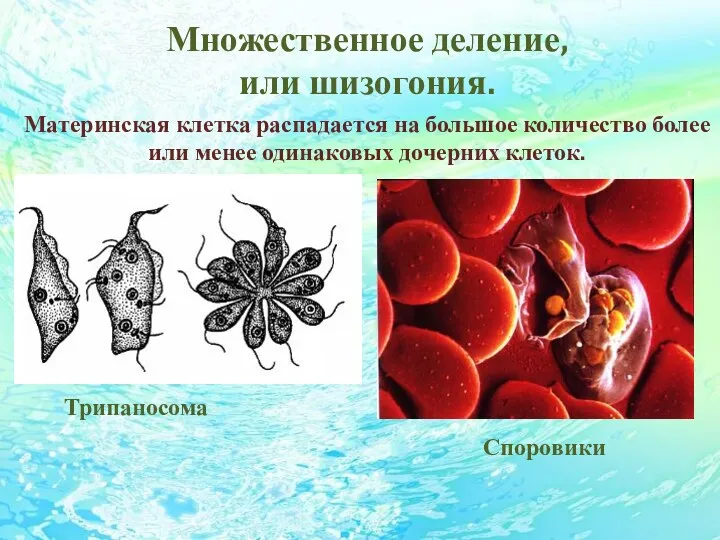 Множественное деление, или шизогония. Материнская клетка распадается на большое количество