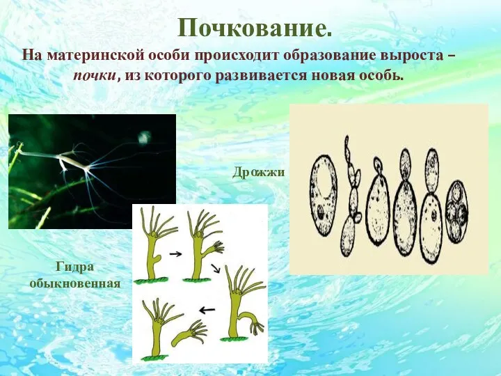 Почкование. На материнской особи происходит образование выроста – почки, из