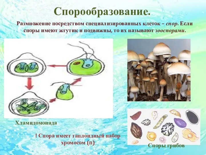 Спорообразование. Размножение посредством специализированных клеток – спор. Если споры имеют