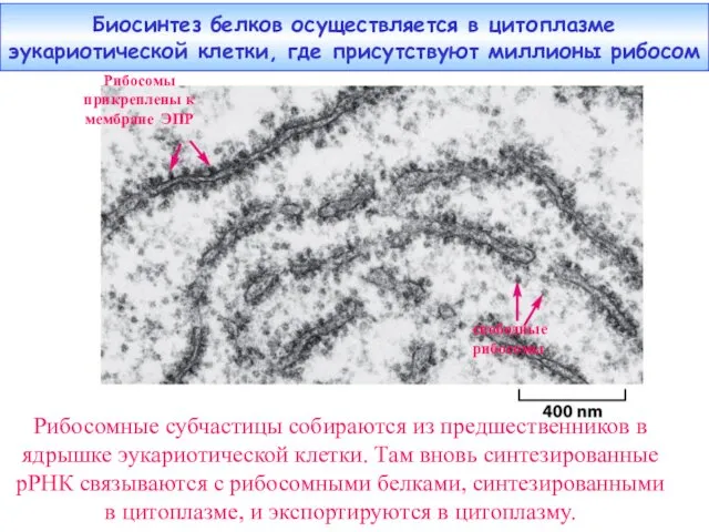 Биосинтез белков осуществляется в цитоплазме эукариотической клетки, где присутствуют миллионы рибосом свободные рибосомы