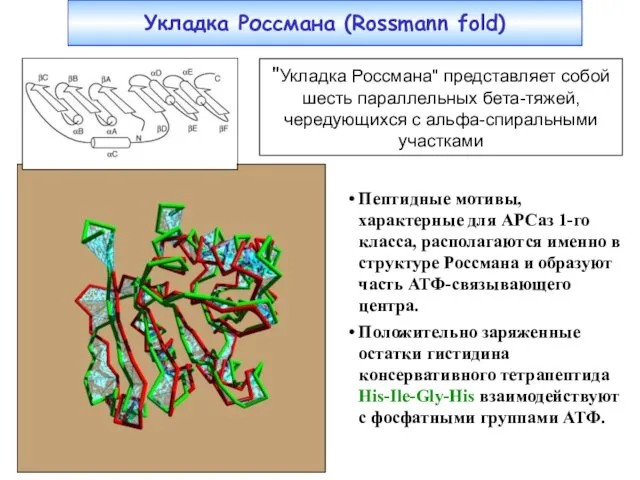 Укладка Россмана (Rossmann fold) Пептидные мотивы, характерные для АРСаз 1-го класса, располагаются именно