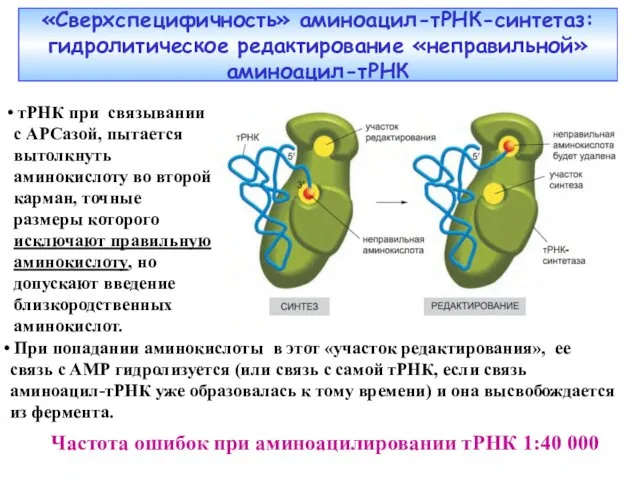 «Сверхспецифичность» аминоацил-тРНК-синтетаз: гидролитическое редактирование «неправильной» аминоацил-тРНК Частота ошибок при аминоацилировании тРНК 1:40 000