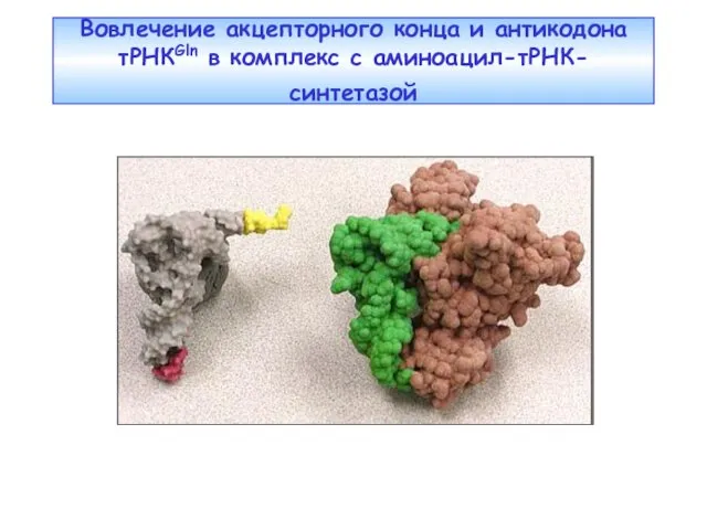 Вовлечение акцепторного конца и антикодона тРНКGln в комплекс с аминоацил-тРНК-синтетазой