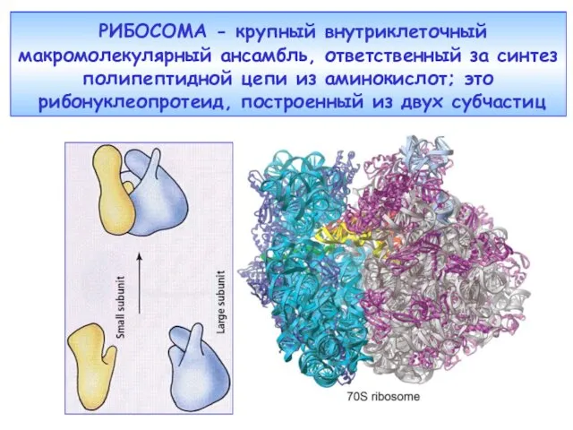 РИБОСОМА - крупный внутриклеточный макромолекулярный ансамбль, ответственный за синтез полипептидной цепи из аминокислот;