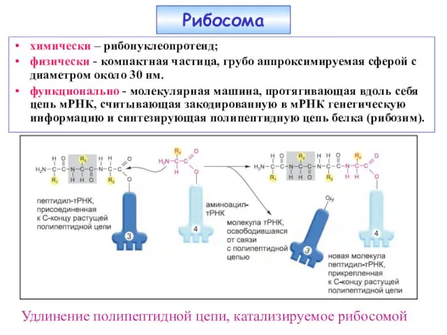 химически – рибонуклеопротеид; физически - компактная частица, грубо аппроксимируемая сферой с диаметром около