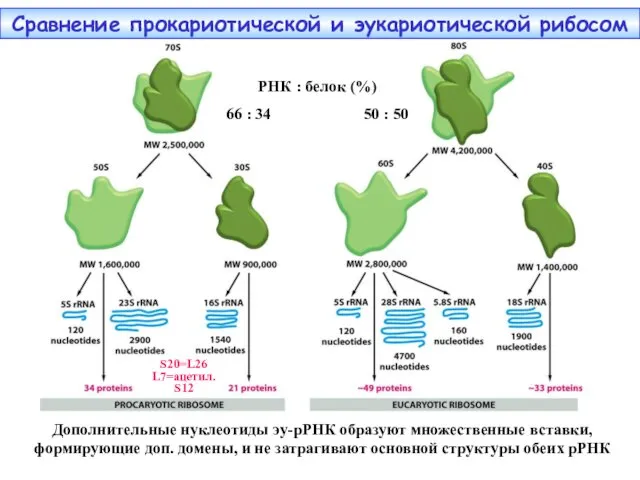 Сравнение прокариотической и эукариотической рибосом S20=L26 L7=ацетил.S12 РНК : белок (%) 66 :