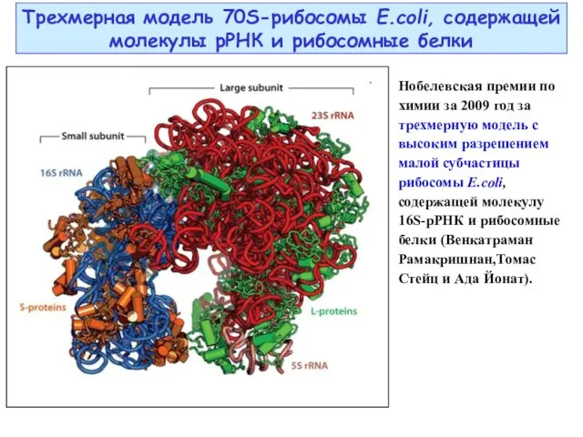 Трехмерная модель 70S-рибосомы E.coli, содержащей молекулы рРНК и рибосомные белки Нобелевская премии по