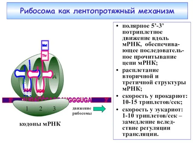 кодоны мРНК 1 3 2 движение рибосомы Рибосома как лентопротяжный механизм полярное 5’-3’