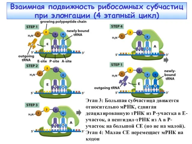 Взаимная подвижность рибосомных субчастиц при элонгации (4 этапный цикл) Этап 3: Большая субчастица
