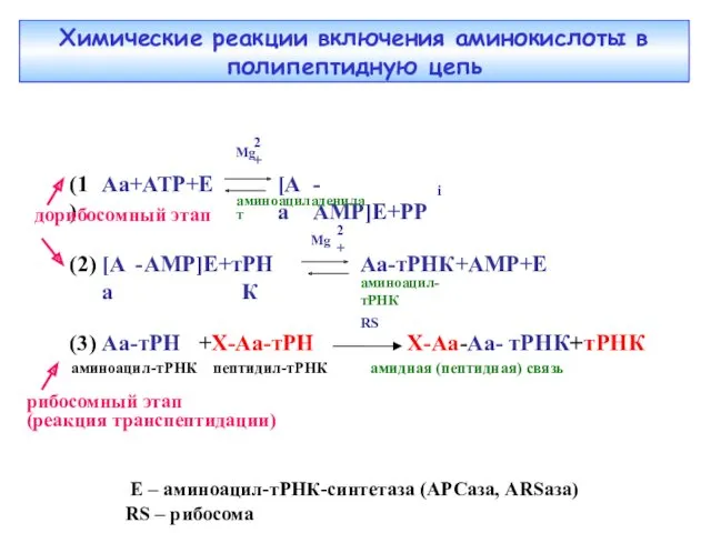 Химические реакции включения аминокислоты в полипептидную цепь рибосомный этап (реакция транспептидации)