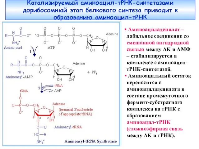 Катализируемый аминоацил-тРНК-синтетазами дорибосомный этап белкового синтеза приводит к образованию аминоацил-тРНК Аминоациладенилат – лабильное