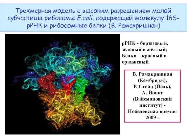 Трехмерная модель с высоким разрешением малой субчастицы рибосомы E.coli, содержащей молекулу 16S-рРНК и