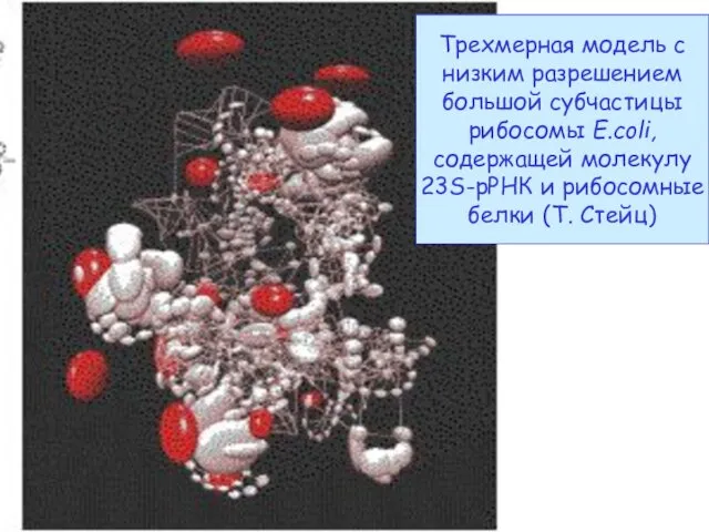 Трехмерная модель с низким разрешением большой субчастицы рибосомы E.coli, содержащей молекулу 23S-рРНК и