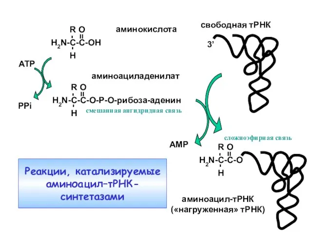 ATP аминокислота аминоациладенилат PPi свободная тРНК аминоацил-тРНК («нагруженная» тРНК) AMP 3’ Amino acid