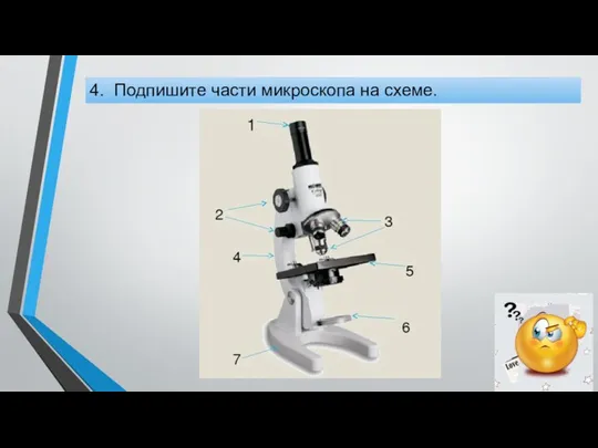 4. Подпишите части микроскопа на схеме.