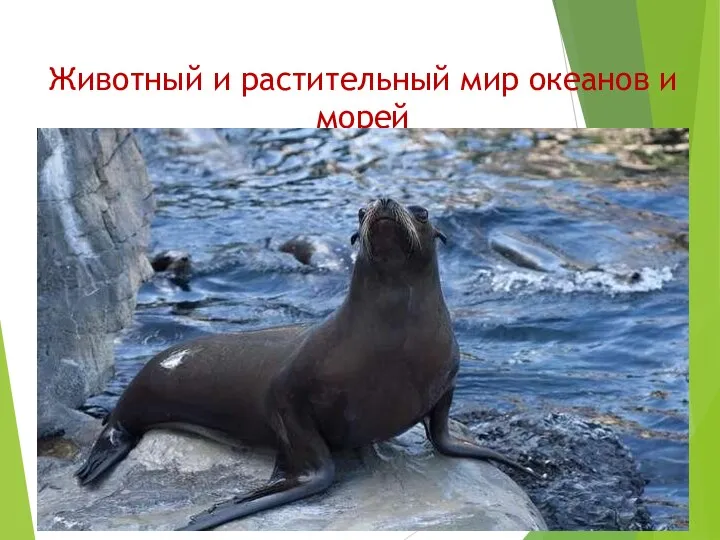 Животный и растительный мир океанов и морей