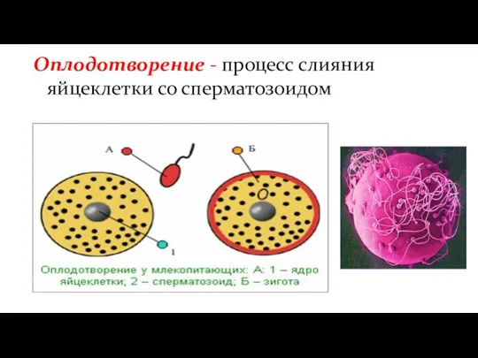 Оплодотворение - процесс слияния яйцеклетки со сперматозоидом