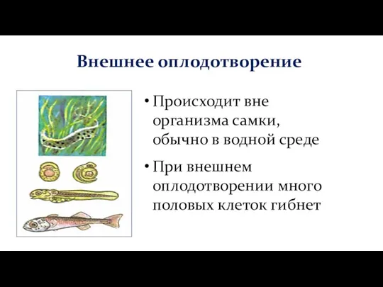 Внешнее оплодотворение Происходит вне организма самки, обычно в водной среде