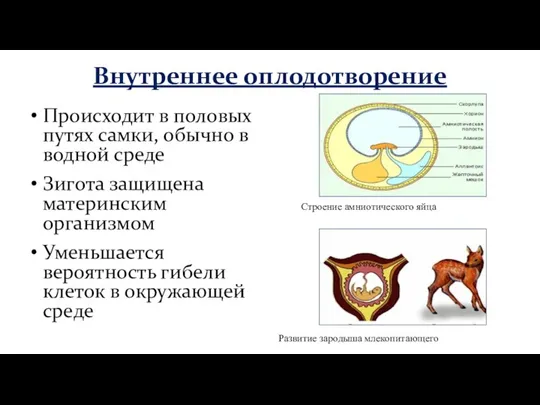 Внутреннее оплодотворение Происходит в половых путях самки, обычно в водной