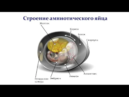 Строение амниотического яйца