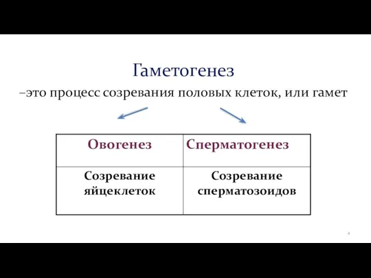 Гаметогенез –это процесс созревания половых клеток, или гамет