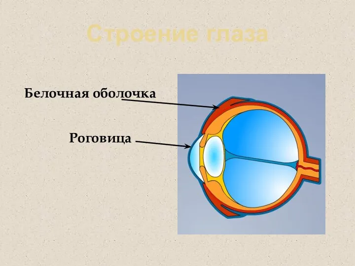 Строение глаза Белочная оболочка Роговица