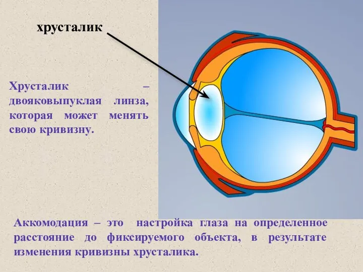 хрусталик Хрусталик – двояковыпуклая линза, которая может менять свою кривизну.