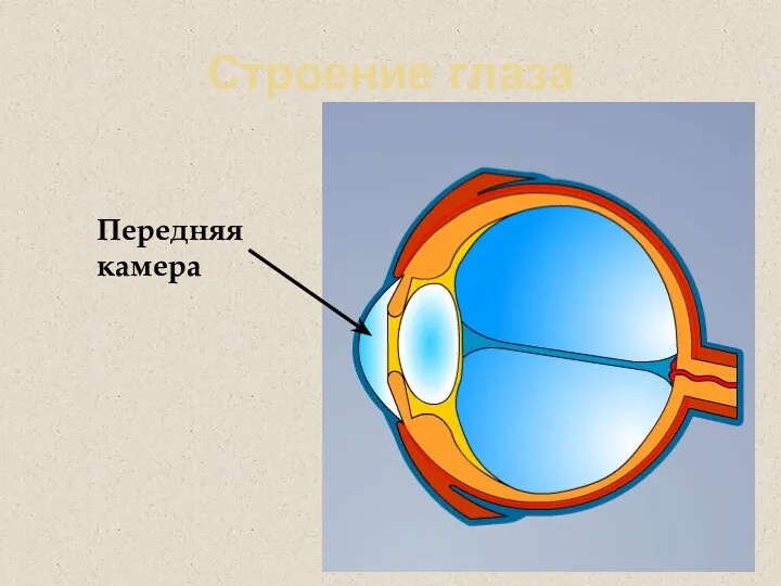 Строение глаза Передняя камера