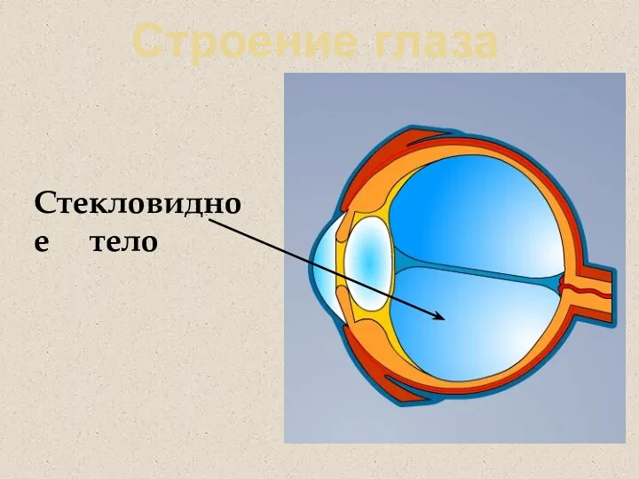 Строение глаза Стекловидное тело