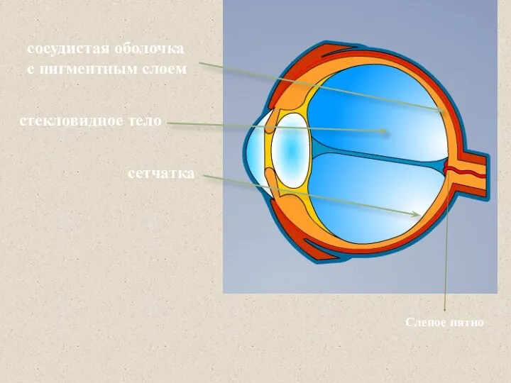 стекловидное тело сосудистая оболочка с пигментным слоем сетчатка Слепое пятно