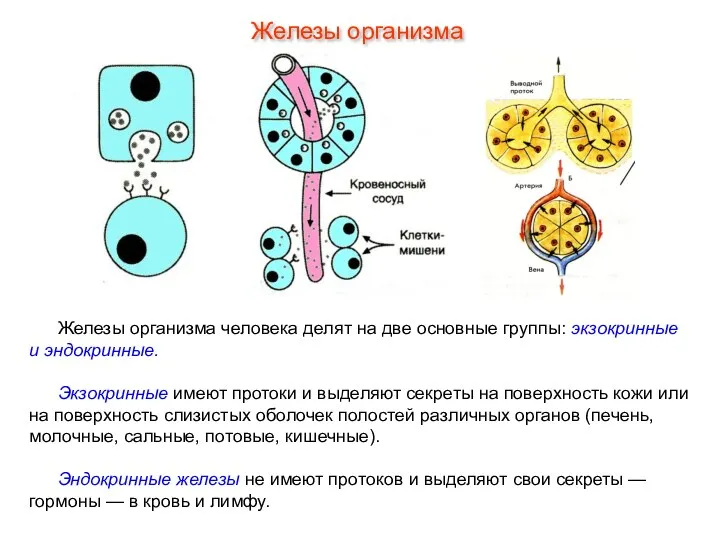 Железы организма человека делят на две основные группы: экзокринные и