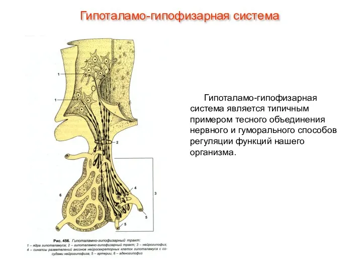 Гипоталамо-гипофизарная система является типичным примером тесного объединения нервного и гуморального