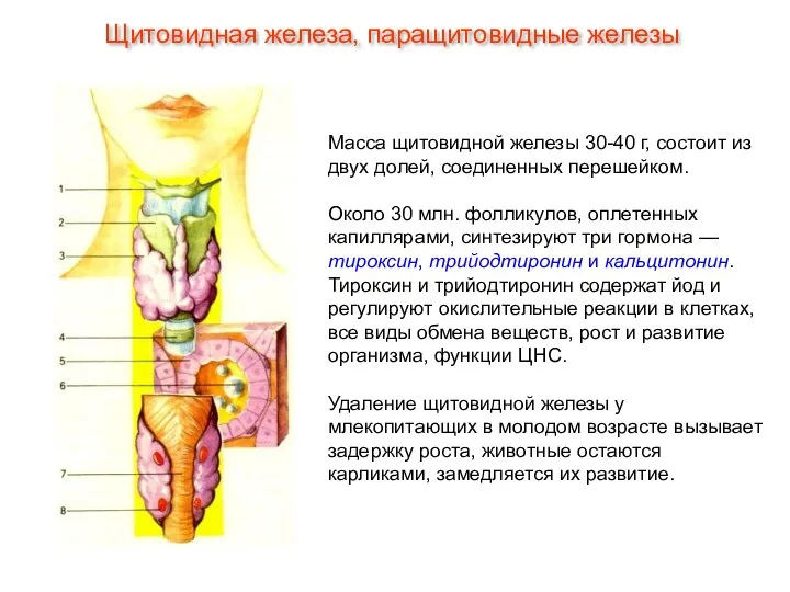 Масса щитовидной железы 30-40 г, состоит из двух долей, соединенных