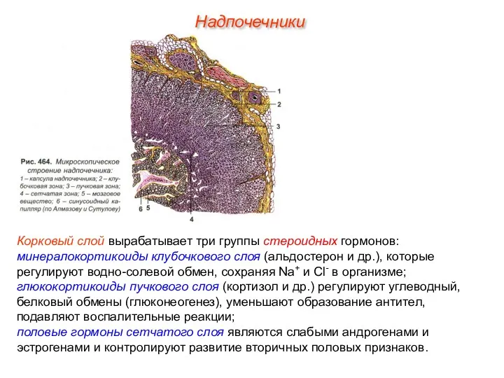 Корковый слой вырабатывает три группы стероидных гормонов: минералокортикоиды клубочкового слоя