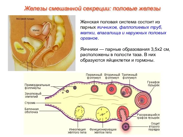 Женская половая система состоит из парных яичников, фаллопиевых труб, матки,
