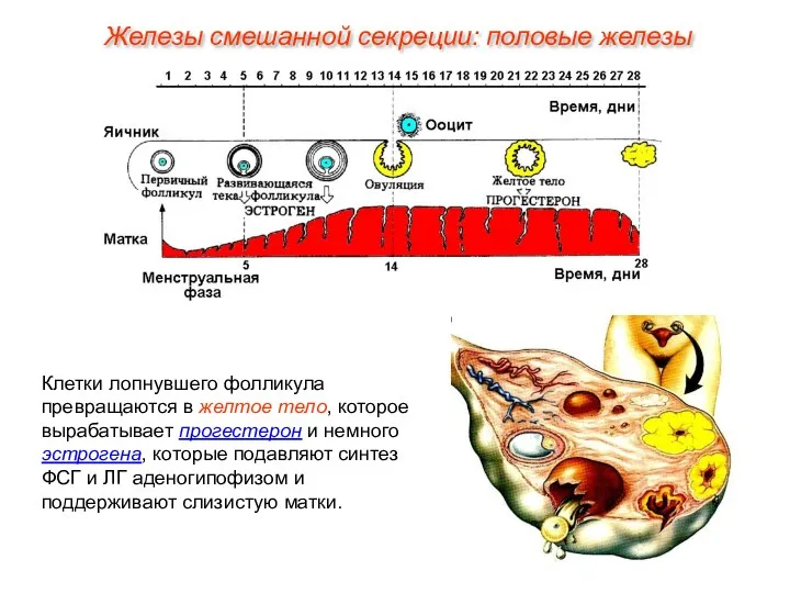 Клетки лопнувшего фолликула превращаются в желтое тело, которое вырабатывает прогестерон