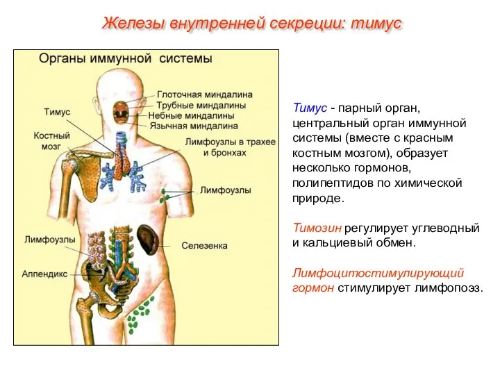 Тимус - парный орган, центральный орган иммунной системы (вместе с