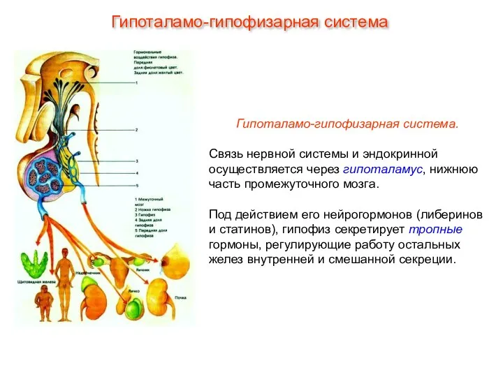 Гипоталамо-гипофизарная система. Связь нервной системы и эндокринной осуществляется через гипоталамус,
