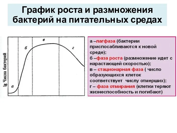 График роста и размножения бактерий на питательных средах