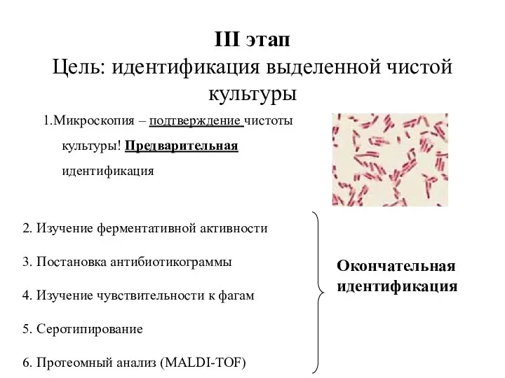 III этап Цель: идентификация выделенной чистой культуры 1.Микроскопия – подтверждение