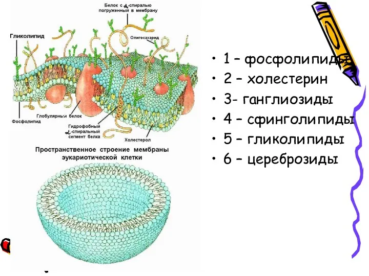 1 – фосфолипиды 2 – холестерин 3- ганглиозиды 4 –