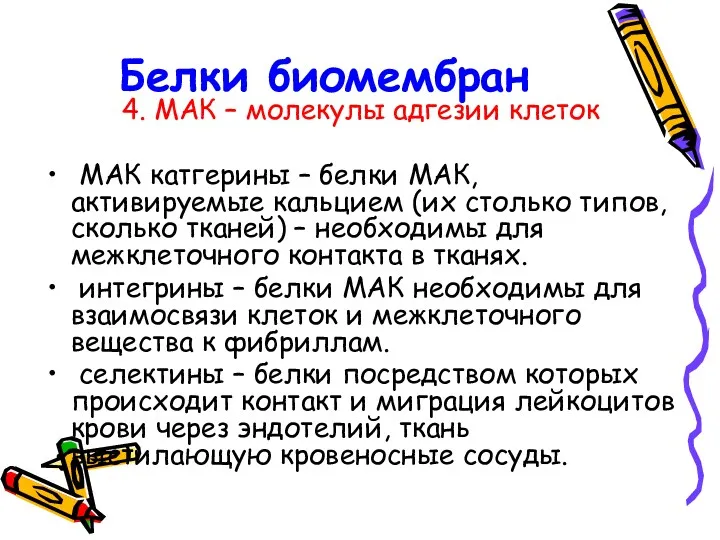 Белки биомембран 4. МАК – молекулы адгезии клеток МАК катгерины