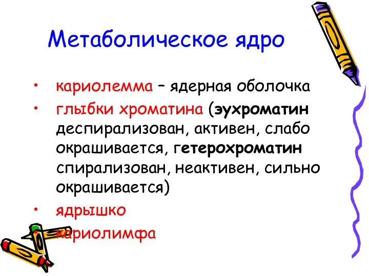 Метаболическое ядро кариолемма – ядерная оболочка глыбки хроматина (эухроматин деспирализован,