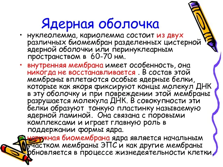 Ядерная оболочка нуклеолемма, кариолемма состоит из двух различных биомембран разделенных