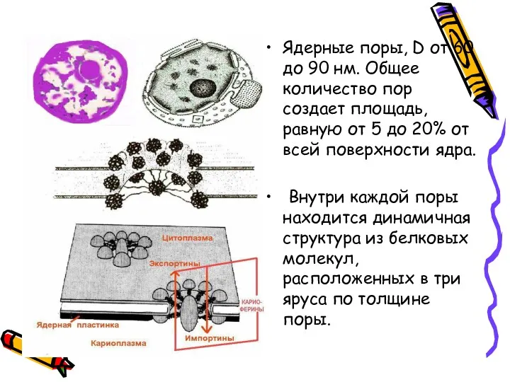 Ядерные поры, D от 60 до 90 нм. Общее количество