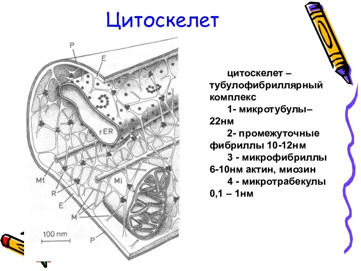 Цитоскелет цитоскелет – тубулофибриллярный комплекс 1- микротубулы– 22нм 2- промежуточные