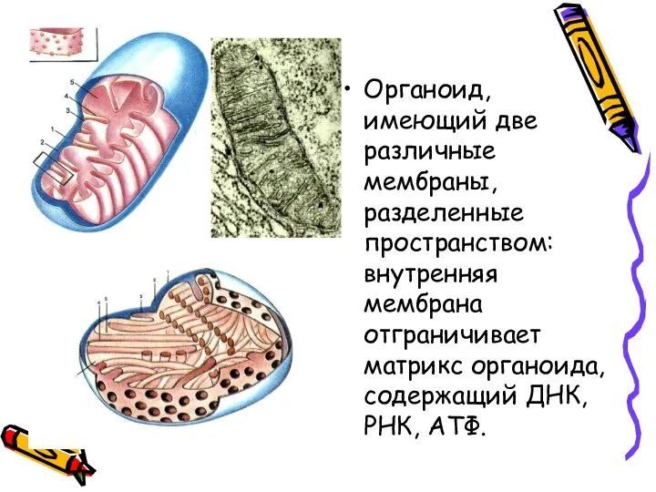 Органоид, имеющий две различные мембраны, разделенные пространством: внутренняя мембрана отграничивает матрикс органоида, содержащий ДНК, РНК, АТФ.