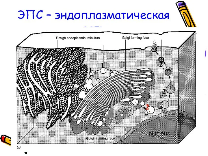 ЭПС – эндоплазматическая сеть