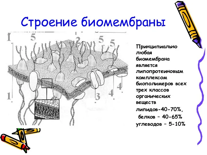 Строение биомембраны Принципиально любая биомембрана является липопротеиновым комплексом биополимеров всех