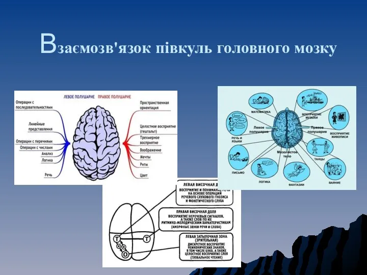 Взаємозв'язок півкуль головного мозку